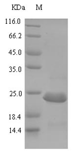 Recombinant Escherichia coli Carbon storage regulator(csrA)
