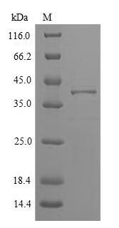 Recombinant Phleum pRatense Pollen allergen Phl p 5b