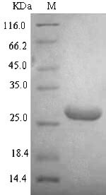 Recombinant Escherichia coli DNA-binding protein HU-alpha(hupA)