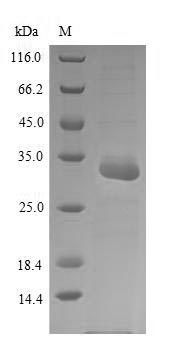 Recombinant Corylus avellana Major pollen allergen Cor a 1 isoforms 5, 6, 11 and 16