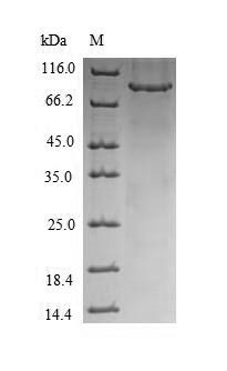 Recombinant Human Rab proteins geranylgeranyltransferase component A 1(CHM)