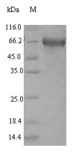 Recombinant Human Long-chain-fatty-acid--CoA ligase 5(ACSL5),partial
