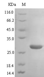 Recombinant Human Atypical chemokine receptor 3(ACKR3),partial