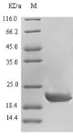 Recombinant Dog Calcitonin(CALCA)