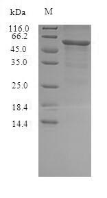 Recombinant Staphylococcus aureus Gamma-hemolysin component C(hlgC)