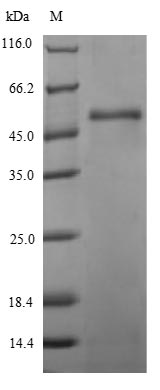 Recombinant Staphylococcus aureus Gamma-hemolysin component B(hlgB)
