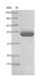 Recombinant Pyrococcus furiosus Putative L-asparaginase(PF0142),partial