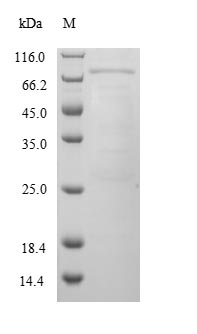 Recombinant Mouse Cytochrome P450 3A13(Cyp3a13)