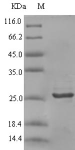 Recombinant Rabbit C-X-C motif chemokine(CXCL9)