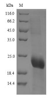 Recombinant Human T-cell surface glycoprotein CD8 alpha chain(CD8A),partial