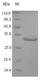 Recombinant Pongo abelii Transthyretin(TTR)