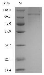 Recombinant Human Clathrin interactor 1(CLINT1)