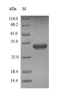 Recombinant Mouse Endothelial cell-specific molecule 1(Esm1)