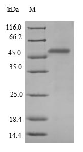 Recombinant Enterobacteria phage T4 Fibritin(wac)