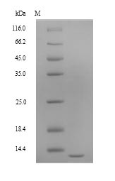 Recombinant Dictyostelium discoideum Ponticulin(ponA)