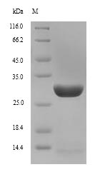 Recombinant Mouse Interleukin-7 receptor subunit alpha(Il7r),partial