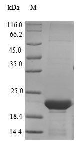 Recombinant Mouse Epididymal-specific lipocalin-5(Lcn5)