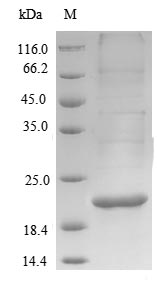 Recombinant Mycobacterium bovis 14KDA antigen(hspX)