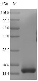 Recombinant Mouse T-cell surface glycoprotein CD3 epsilon chain(Cd3e),partial