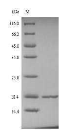 Recombinant Salmonella typhi Universal stress protein A(uspA)