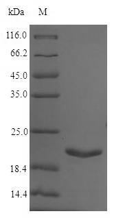 Recombinant Universal stress protein A(uspA)