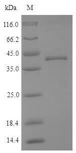 Recombinant Dog Cathepsin K(CTSK)