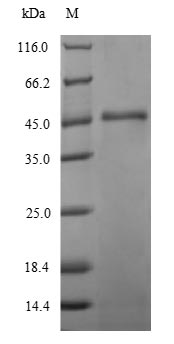 Recombinant Hafnia alvei Intimin(eaeA)