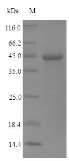 Recombinant Human parvovirus B19 Non-capsid protein NS-1(NS1),partial
