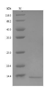 Recombinant Human Resistin-like beta(RETNLB)