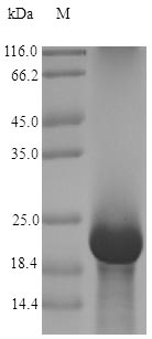 Recombinant Antifungal protein(afp)