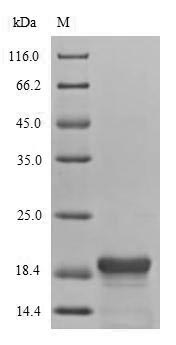 Recombinant DNA-binding protein H-NS(hns)