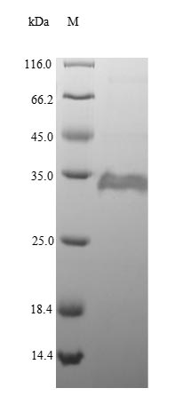 Recombinant Peptidyl-prolyl cis-trans isomerase A(ppiA)