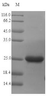 Recombinant Fe/S biogenesis protein NfuA(nfuA)