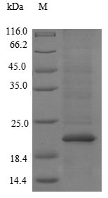 Recombinant Escherichia coli UPF0079 ATP-binding protein yjeE(yjeE)