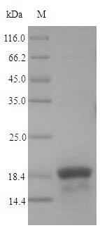 Recombinant Escherichia coli Ferric uptake regulation protein(fur)
