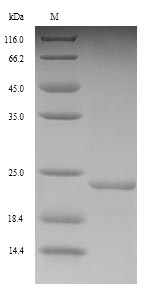 Recombinant Vibrio vulnificus Fe/S biogenesis protein NfuA(nfuA)