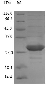 Recombinant Prochlorothrix hollandica Plastocyanin(petE)