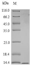 Recombinant Macaca fascicularis T-cell surface glycoprotein CD3 gamma chain(CD3G),partial