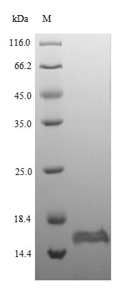 Recombinant Escherichia coli Thiosulfate sulfurtransferase GlpE(glpE)