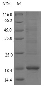 Recombinant Pig Protegrin-3(NPG3)