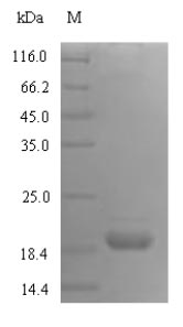 Recombinant Rat Inducible T-cell costimulator(Icos),partial