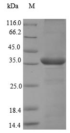 Recombinant Macaca fascicularis Chymase(CMA1)
