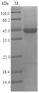 Recombinant Human Nectin-2(PVRL2),partial