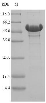 Recombinant Acinetobacter baylyi Catechol 1,2-dioxygenase(catA)