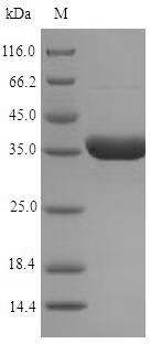 Recombinant Arabidopsis thaliana NADP-dependent alkenal double bond reductase P1(P1)