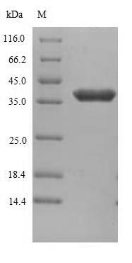 Recombinant Human Anthrax toxin receptor 1(ANTXR1),partial