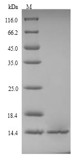 Recombinant Shigella flexneri Glutaredoxin-4(grxD)