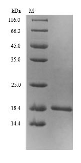 Recombinant Escherichia coli Ferric uptake regulation protein(fur)