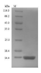 Recombinant Escherichia coli Thiosulfate sulfurtransferase GlpE(glpE)