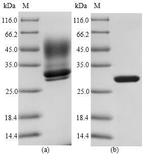 Recombinant Staphylococcus aureus Enterotoxin type E(entE)